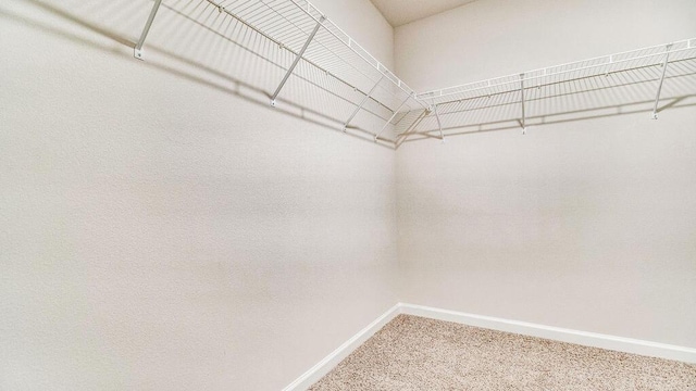 spacious closet featuring carpet flooring