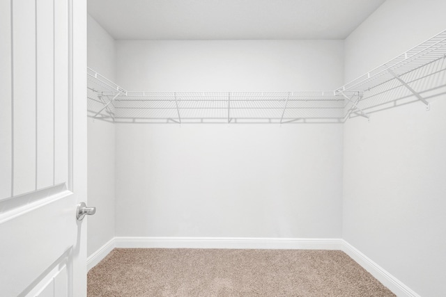 walk in closet with carpet flooring