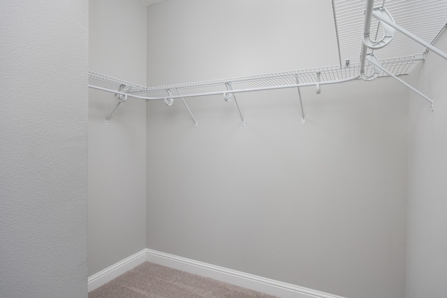 spacious closet featuring carpet floors