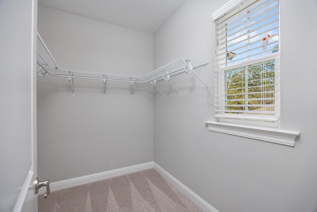 walk in closet featuring carpet floors