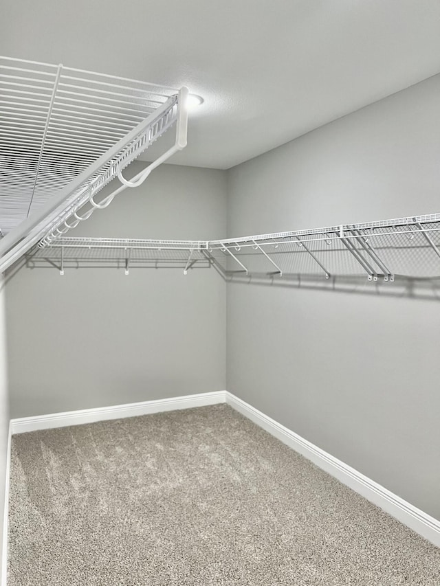 spacious closet featuring carpet flooring