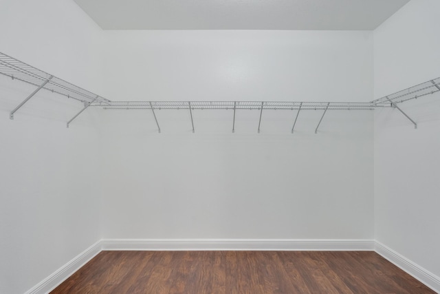 spacious closet featuring dark hardwood / wood-style flooring