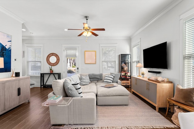 living room featuring ceiling fan, dark wood-type flooring, a wealth of natural light, and crown molding