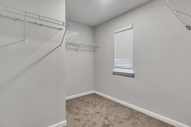 walk in closet featuring carpet