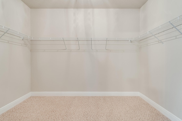 spacious closet featuring carpet floors