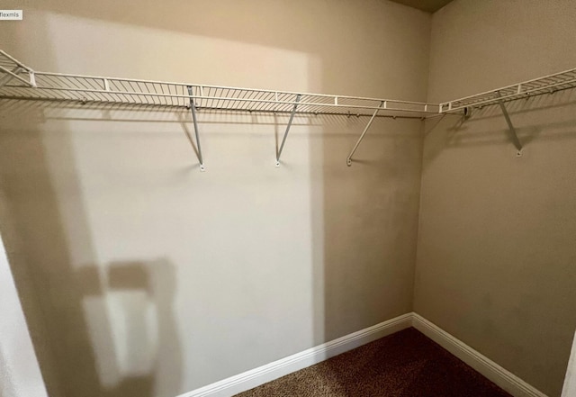 spacious closet featuring carpet