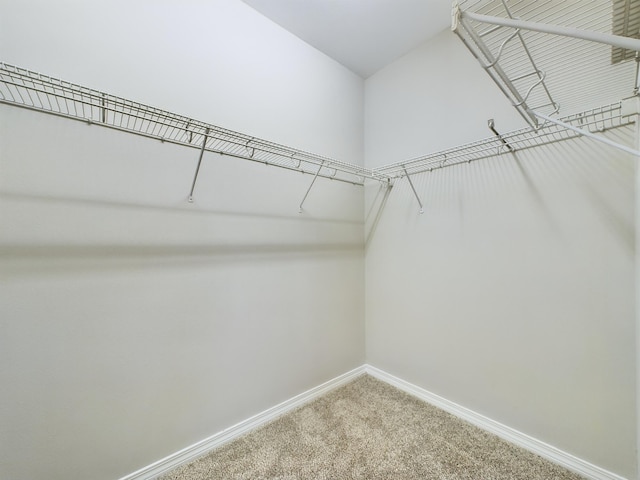 walk in closet featuring carpet flooring