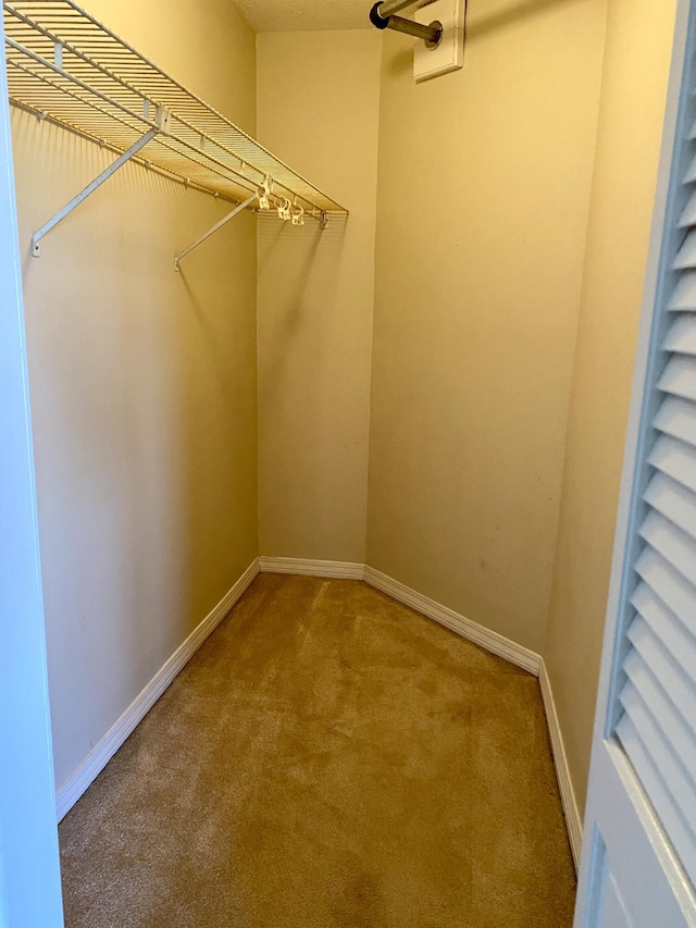 spacious closet featuring carpet flooring