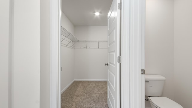 walk in closet with carpet flooring