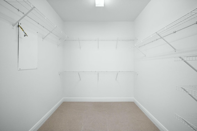 walk in closet featuring carpet flooring