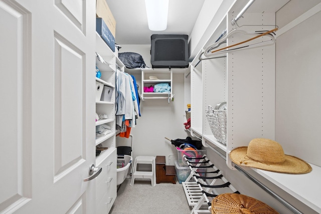 spacious closet featuring carpet