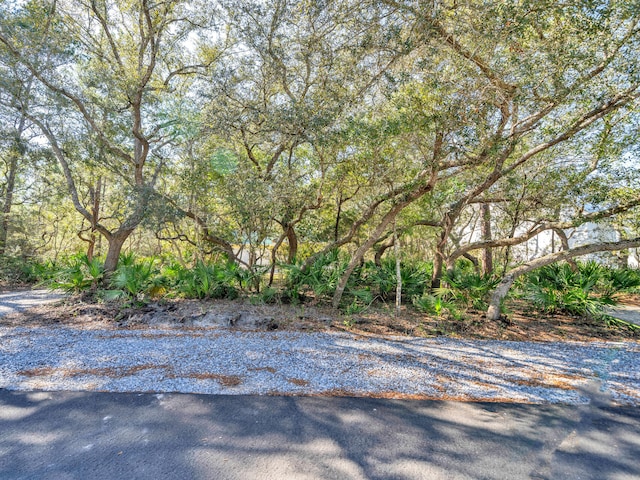 view of yard featuring a forest view