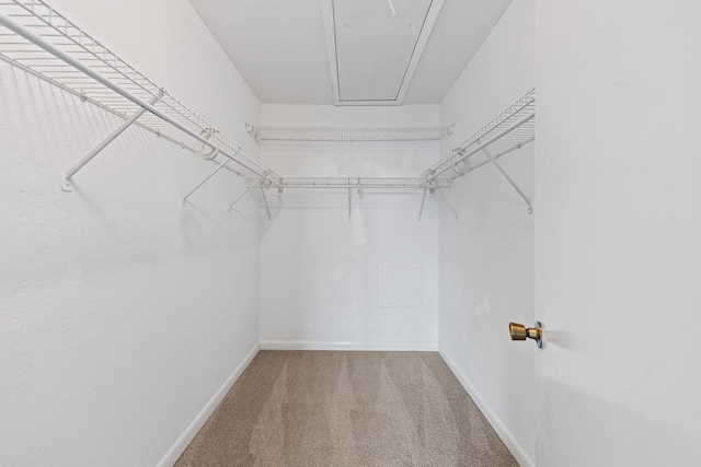 walk in closet featuring attic access and carpet flooring