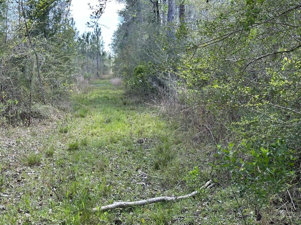 TRACT6416 Brock Rd, Caryville, FL 32427 - photo 2