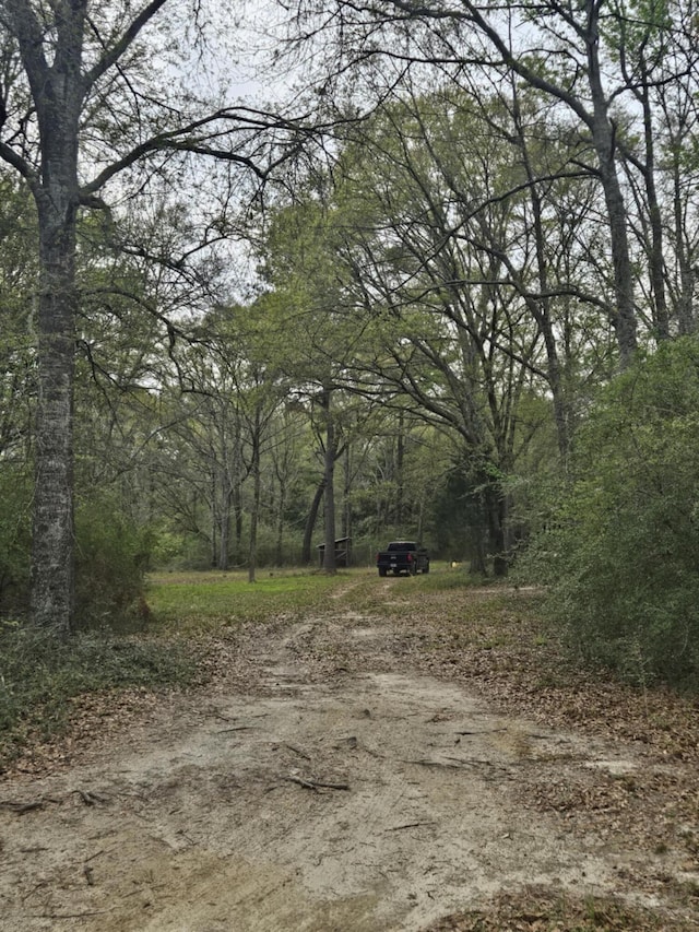 view of local wilderness