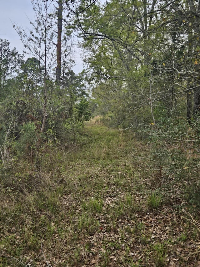 view of local wilderness