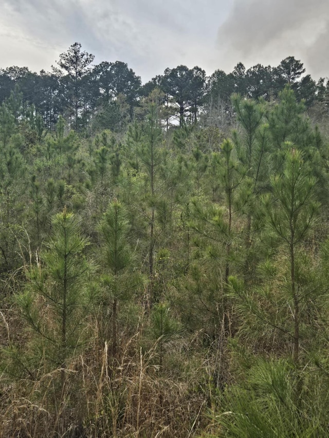view of local wilderness featuring a view of trees