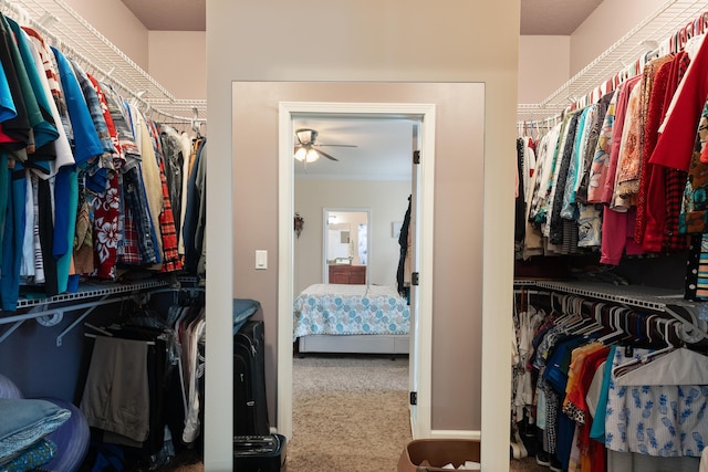 walk in closet with a ceiling fan and carpet flooring
