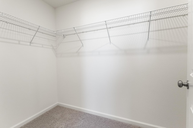 spacious closet featuring carpet