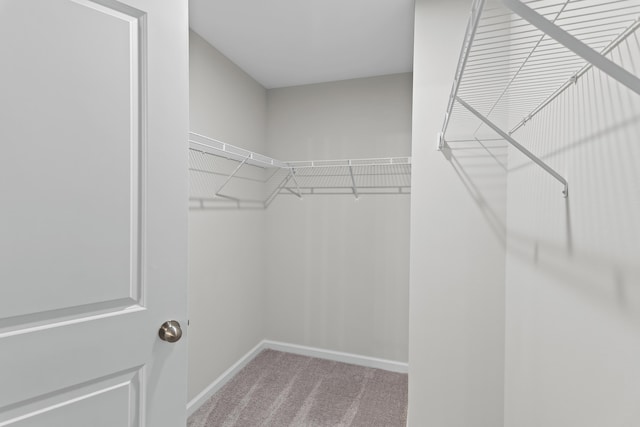 spacious closet featuring carpet