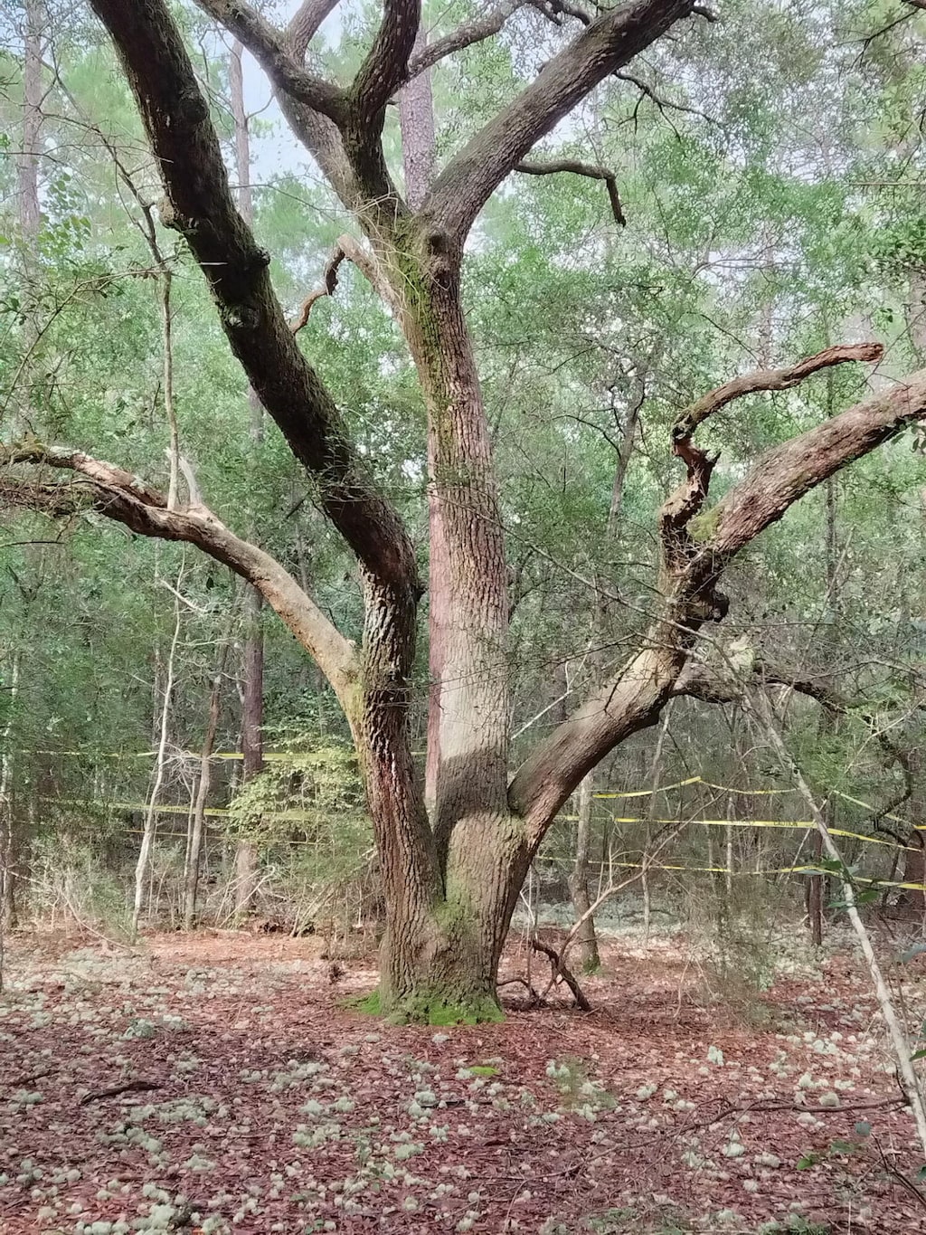 4.77ACRES Waldo Rd, Crestview, FL 32539