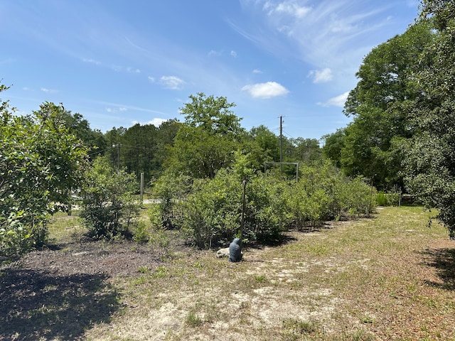 3864 Bear Head Rd, Crestview, FL 32539 - view of tree filled area