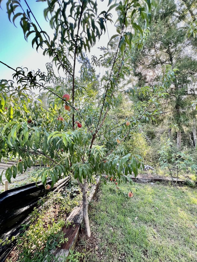 226 N Marsh Lndg, Freeport, FL 32439 - view of yard