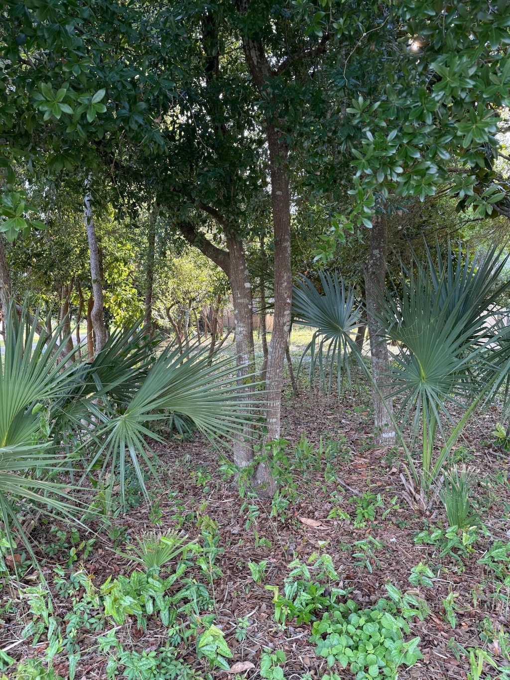 317 Main St, Destin, FL 32541 - photo 3