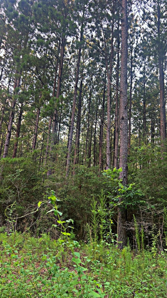 72ACRES Grimes Rd, Laurel Hill, FL 32567 - photo 4