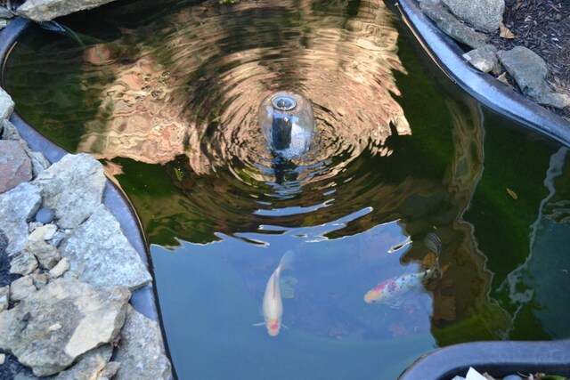 details with a garden pond