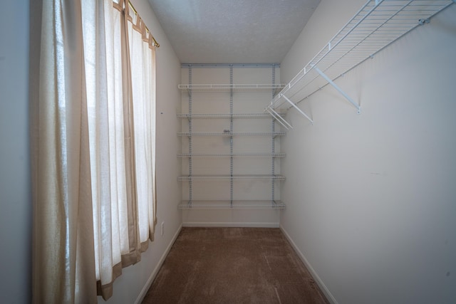 spacious closet featuring carpet flooring