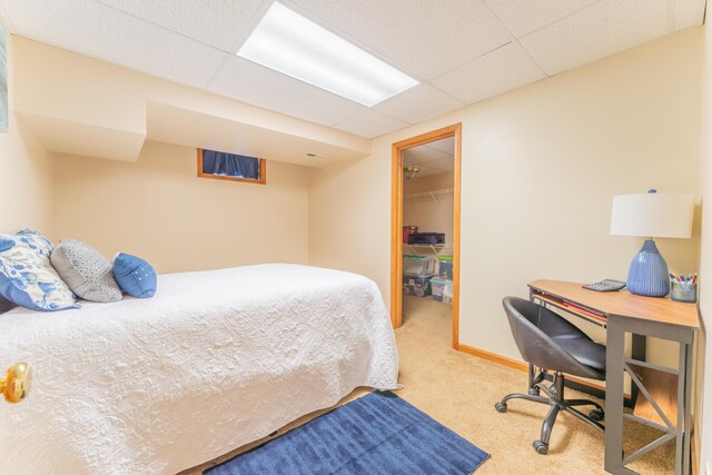 bedroom featuring a walk in closet, a paneled ceiling, a closet, and carpet flooring