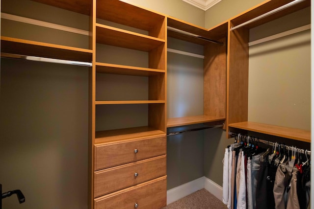 429 Braytonburne Dr, Springfield, OH 45503 - walk in closet featuring carpet floors