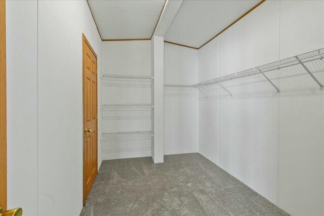 walk in closet with carpet flooring