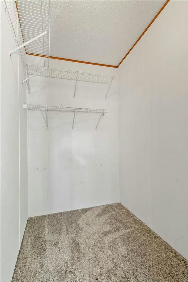 walk in closet featuring carpet flooring