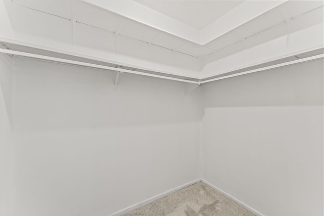 3667 Randee Ln, Springfield, OH 45502 - walk in closet with carpet floors