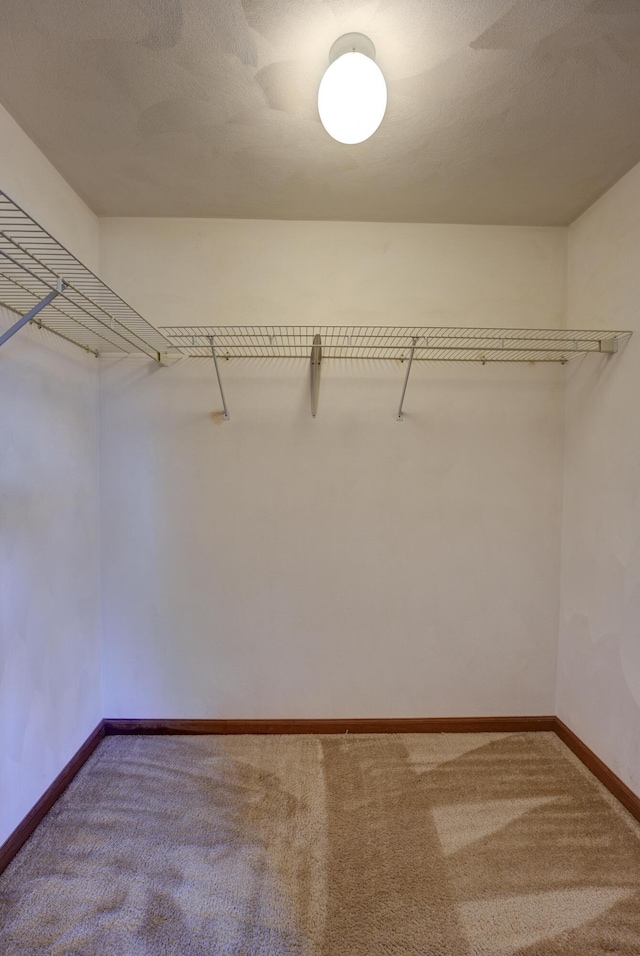 walk in closet featuring carpet flooring