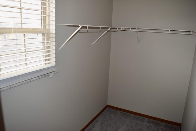 spacious closet featuring carpet flooring