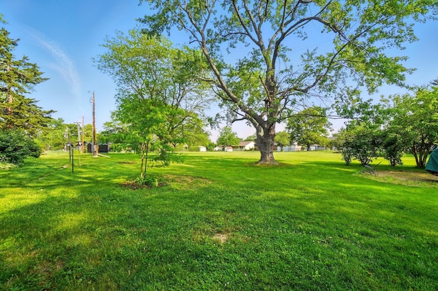 1010 Glynwood Rd, Wapakoneta, OH 45895 - view of green lawn