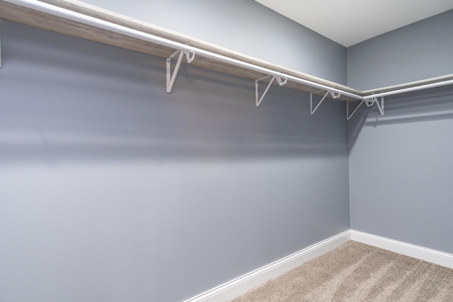 spacious closet featuring carpet floors