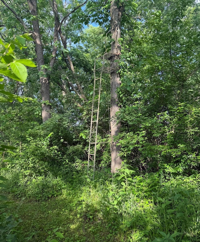 930 N Bickett Rd, Xenia, OH 45385 - view of woods