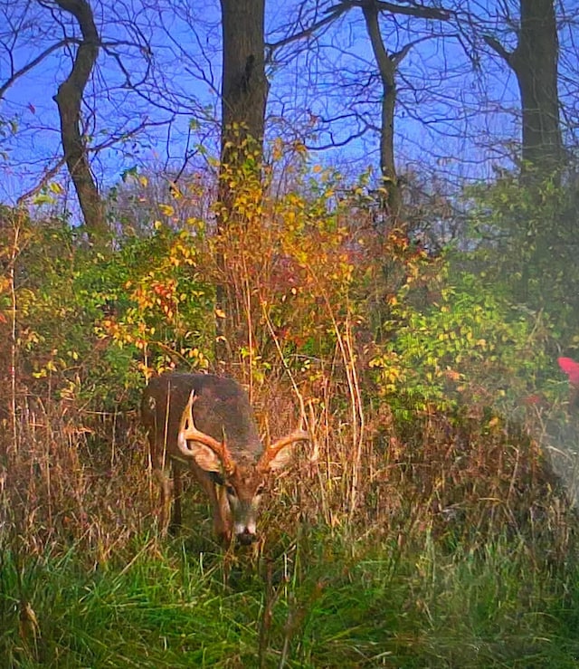 930 N Bickett Rd, Xenia, OH 45385 - view of local wilderness