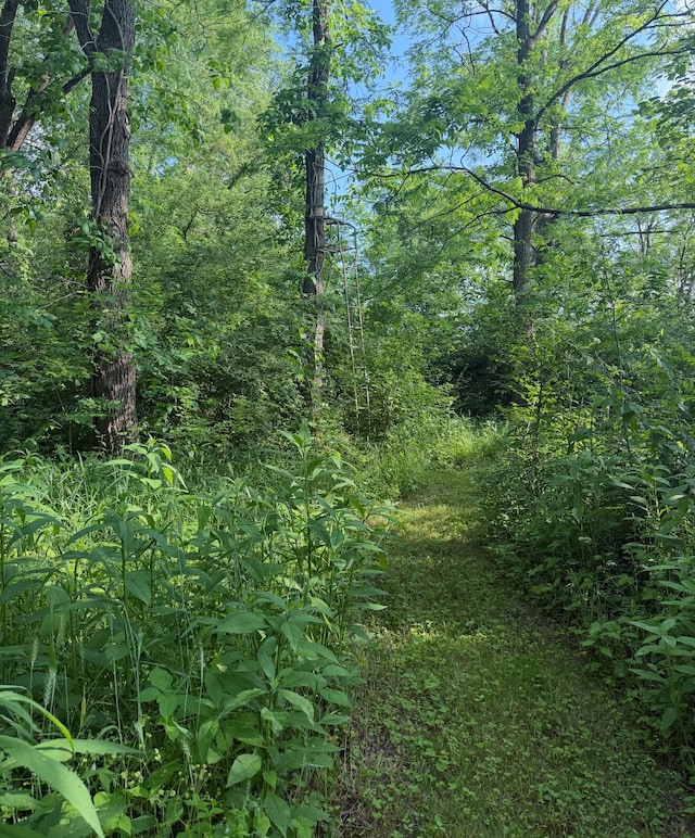 930 N Bickett Rd, Xenia, OH 45385 - view of wooded area