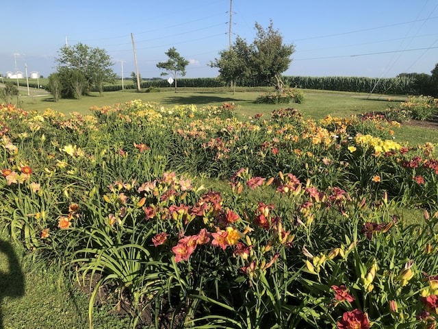 view of yard with a rural view