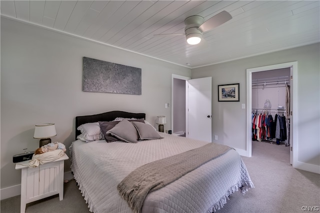 carpeted bedroom featuring ceiling fan, a walk in closet, and a closet