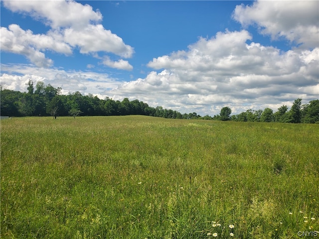 view of local wilderness