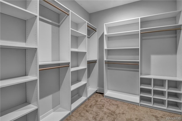 walk in closet with light carpet