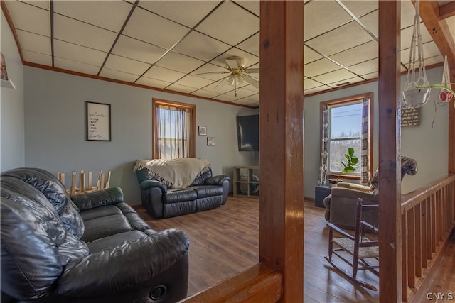 living room with wood-type flooring, ceiling fan, a wealth of natural light, and a drop ceiling