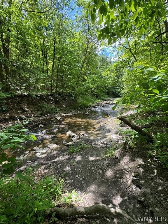 view of local wilderness