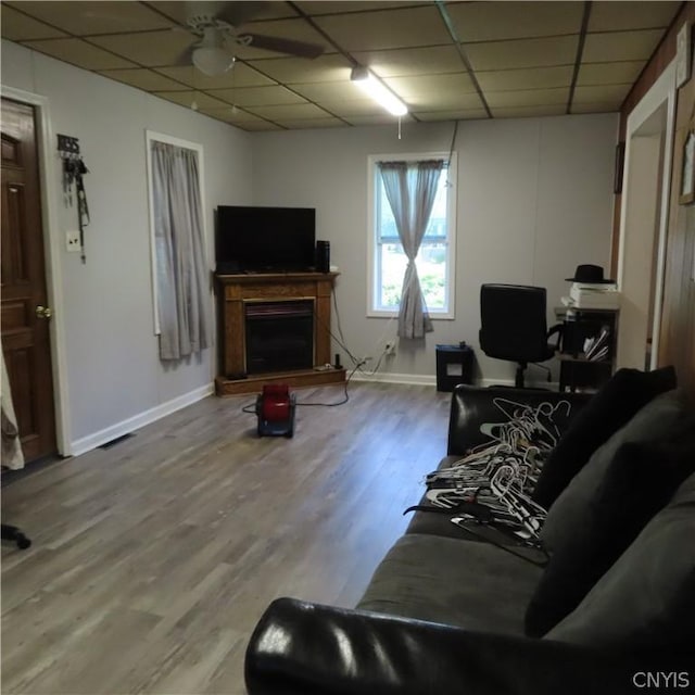 living room with ceiling fan, a drop ceiling, and hardwood / wood-style flooring